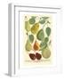 Plentiful Pears I-Johann Wilhelm Weinmann-Framed Art Print