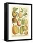 Plentiful Pears II-Johann Wilhelm Weinmann-Framed Stretched Canvas