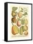 Plentiful Pears II-Johann Wilhelm Weinmann-Framed Stretched Canvas