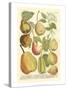 Plentiful Pears II-Johann Wilhelm Weinmann-Stretched Canvas
