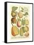 Plentiful Pears II-Johann Wilhelm Weinmann-Framed Stretched Canvas