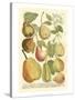 Plentiful Pears II-Johann Wilhelm Weinmann-Stretched Canvas