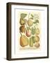 Plentiful Pears II-Johann Wilhelm Weinmann-Framed Art Print