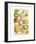 Plentiful Pears II-Johann Wilhelm Weinmann-Framed Art Print