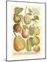 Plentiful Pears II-Johann Wilhelm Weinmann-Mounted Art Print