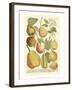 Plentiful Pears II-Johann Wilhelm Weinmann-Framed Art Print