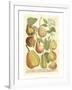 Plentiful Pears II-Johann Wilhelm Weinmann-Framed Art Print