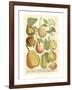 Plentiful Pears II-Johann Wilhelm Weinmann-Framed Art Print