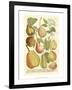 Plentiful Pears II-Johann Wilhelm Weinmann-Framed Art Print