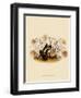 Pleoine Humilis-John Nugent Fitch-Framed Giclee Print