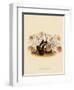 Pleoine Humilis-John Nugent Fitch-Framed Giclee Print