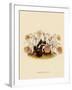 Pleoine Humilis-John Nugent Fitch-Framed Giclee Print