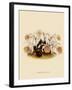 Pleoine Humilis-John Nugent Fitch-Framed Giclee Print