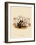 Pleoine Humilis-John Nugent Fitch-Framed Giclee Print