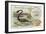 Plesiosaur and Green Sea Turtle-null-Framed Giclee Print