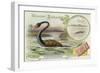 Plesiosaur and Green Sea Turtle-null-Framed Giclee Print