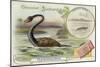 Plesiosaur and Green Sea Turtle-null-Mounted Giclee Print