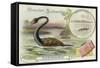 Plesiosaur and Green Sea Turtle-null-Framed Stretched Canvas