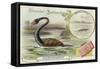 Plesiosaur and Green Sea Turtle-null-Framed Stretched Canvas