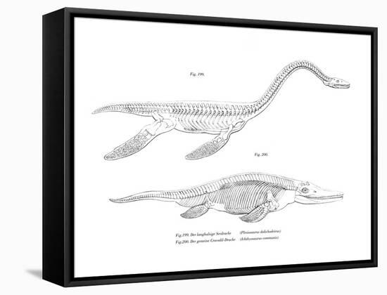 Plesiosaur-null-Framed Stretched Canvas