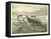 Plesiosaurus and Ichthyosaurus-null-Framed Stretched Canvas