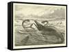 Plesiosaurus and Ichthyosaurus-null-Framed Stretched Canvas