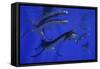 Plesiosaurus Attacks a Metriorhynchus in Jurassic Seas-Stocktrek Images-Framed Stretched Canvas