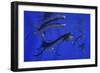 Plesiosaurus Attacks a Metriorhynchus in Jurassic Seas-Stocktrek Images-Framed Art Print