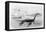 Plesiosaurus Dolichodeirus-J. Smit-Framed Stretched Canvas