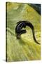 Plethodon Glutinosus (Northern Slimy Salamander)-Paul Starosta-Stretched Canvas