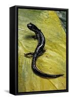 Plethodon Glutinosus (Northern Slimy Salamander)-Paul Starosta-Framed Stretched Canvas