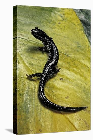 Plethodon Glutinosus (Northern Slimy Salamander)-Paul Starosta-Stretched Canvas