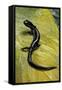 Plethodon Glutinosus (Northern Slimy Salamander)-Paul Starosta-Framed Stretched Canvas