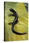 Plethodon Glutinosus (Northern Slimy Salamander)-Paul Starosta-Stretched Canvas