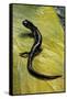 Plethodon Glutinosus (Northern Slimy Salamander)-Paul Starosta-Framed Stretched Canvas