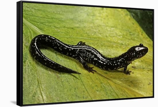 Plethodon Glutinosus (Northern Slimy Salamander)-Paul Starosta-Framed Stretched Canvas