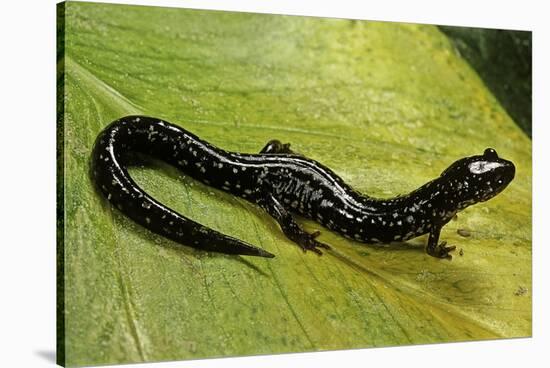 Plethodon Glutinosus (Northern Slimy Salamander)-Paul Starosta-Stretched Canvas