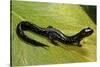 Plethodon Glutinosus (Northern Slimy Salamander)-Paul Starosta-Stretched Canvas
