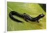 Plethodon Glutinosus (Northern Slimy Salamander)-Paul Starosta-Framed Photographic Print