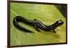 Plethodon Glutinosus (Northern Slimy Salamander)-Paul Starosta-Framed Photographic Print