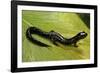 Plethodon Glutinosus (Northern Slimy Salamander)-Paul Starosta-Framed Photographic Print