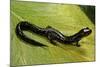 Plethodon Glutinosus (Northern Slimy Salamander)-Paul Starosta-Mounted Photographic Print