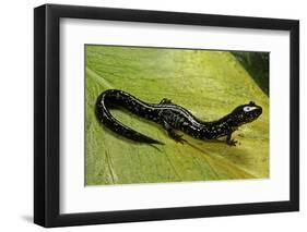 Plethodon Glutinosus (Northern Slimy Salamander)-Paul Starosta-Framed Photographic Print