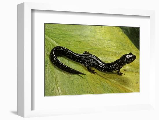 Plethodon Glutinosus (Northern Slimy Salamander)-Paul Starosta-Framed Photographic Print