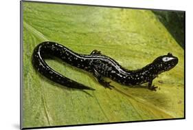 Plethodon Glutinosus (Northern Slimy Salamander)-Paul Starosta-Mounted Photographic Print