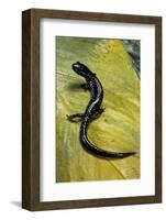 Plethodon Glutinosus (Northern Slimy Salamander)-Paul Starosta-Framed Photographic Print