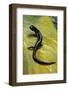 Plethodon Glutinosus (Northern Slimy Salamander)-Paul Starosta-Framed Photographic Print