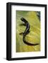 Plethodon Glutinosus (Northern Slimy Salamander)-Paul Starosta-Framed Photographic Print