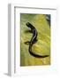 Plethodon Glutinosus (Northern Slimy Salamander)-Paul Starosta-Framed Photographic Print