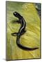 Plethodon Glutinosus (Northern Slimy Salamander)-Paul Starosta-Mounted Photographic Print